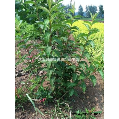 法国冬青、卫矛、连翘、爬山虎、蔷薇、木本绣球等苗木