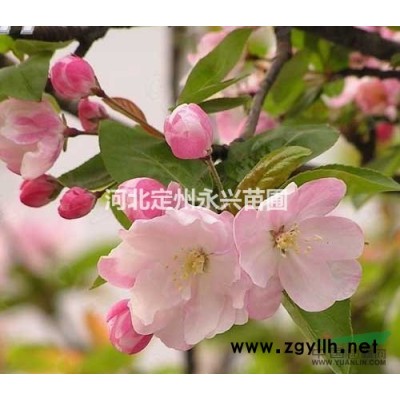 连翘基地，连翘厂家，连翘价钱