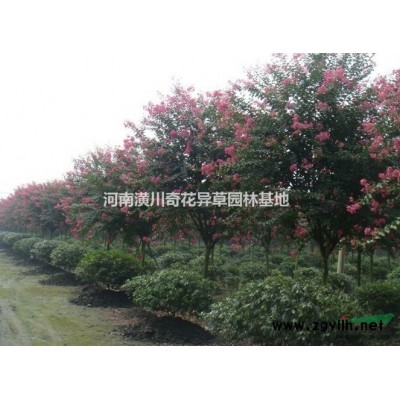 河南潢川苗木基地供应迎春连翘