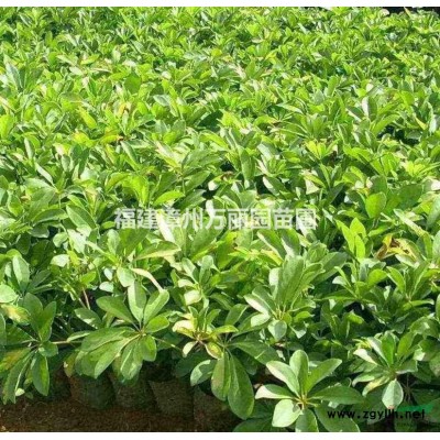 福建供应黄金叶，金叶假连翘