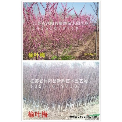 专卖小苗；金叶女贞苗 红叶小檗苗 连翘 迎春 月季 小叶黄