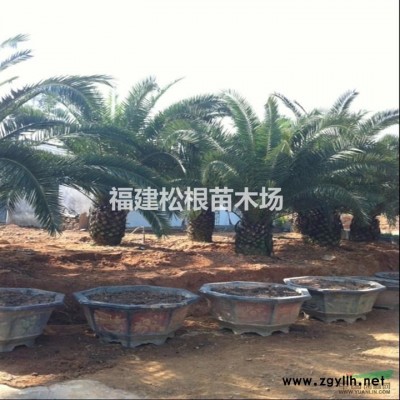 供应金边假连翘.福建金边假连翘