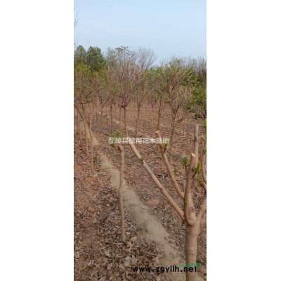 许昌红叶石楠，鄢陵石楠，金森，天竹