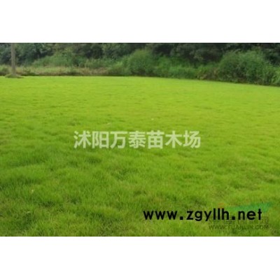 红叶石楠价格、红叶石楠供应、红叶石楠批发