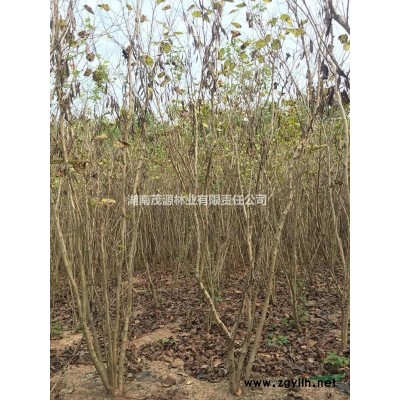 特价处理高杆红叶石楠