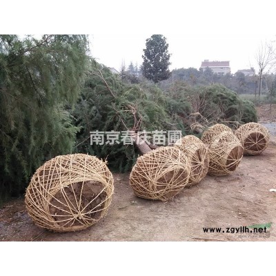 南京红叶石楠价格红叶石楠球多少钱一棵