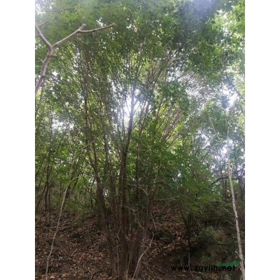 河南南阳红叶石楠价格优惠/河南红叶石楠哪里便宜