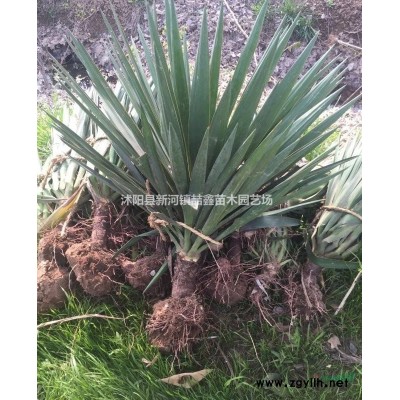 连翘，连翘小苗，连翘球，连翘工程苗