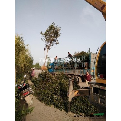 河南连翘批发/供应