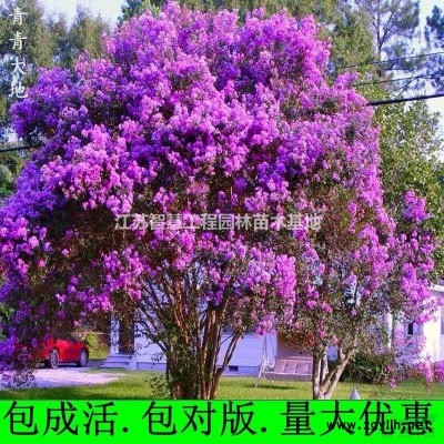 *发货安徽红叶石楠树苗重庆红叶石楠苗成都红叶石楠树苗江西..