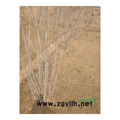 华北连翘/连翘产地/连翘用途