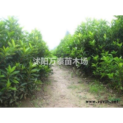 连翘价格、连翘批发、连翘供应