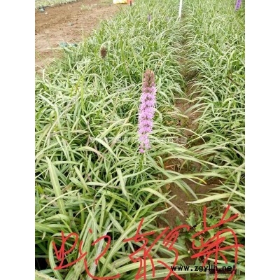 荒山绿化连翘苗新价格.连翘工程苗价格.山东连翘批发价格