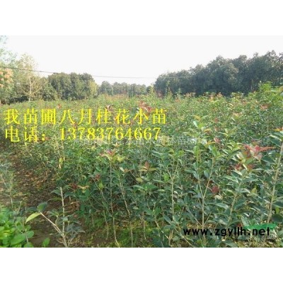 供应迎春花、麦冬、卫矛、连翘