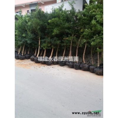 福建金叶连翘价格，泉州金叶连翘哪里有，福建满天星价格哪里便宜