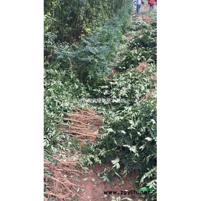 花椒苗 连翘苗 钙果苗