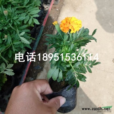 连翘苗基地直销 价格优惠图2