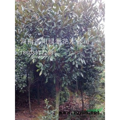 椤木石楠、石楠球、红叶石楠