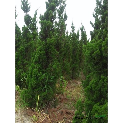 红叶石楠树地径8到11公分分支1米到1米5的规格