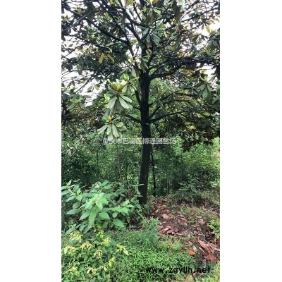 供应大桂花，大广玉兰，栾树，红叶石楠球