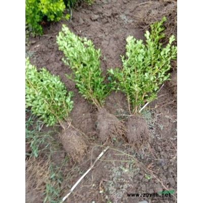 红叶石楠树，精品货