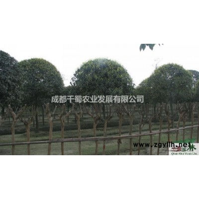 2米高红叶石楠柱头 1米红叶石楠柱子什么价格