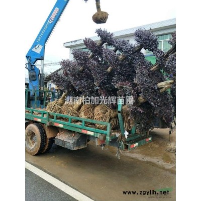 石楠,红叶石楠杯苗,湖南红叶石楠盆苗,红叶石楠袋苗