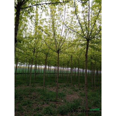 河南供应红叶石楠规格*