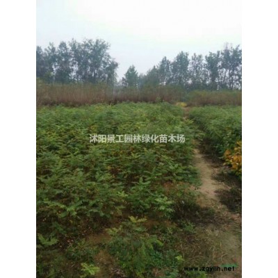 2021年连翘球价格行情 精品连翘球基地 大小连翘球批发