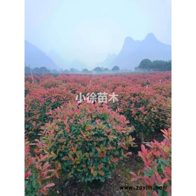 红叶石楠图3