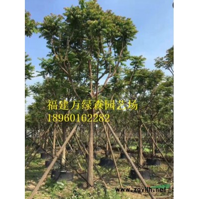 福州金叶假连翘的价格，福州哪里有金叶假连翘袋苗，金边假连翘