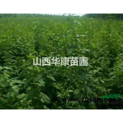 朔州连翘苗价格 朔州连翘树苗价格 山西连翘苗价格