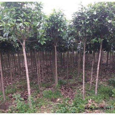 高杆红叶石楠打包处理