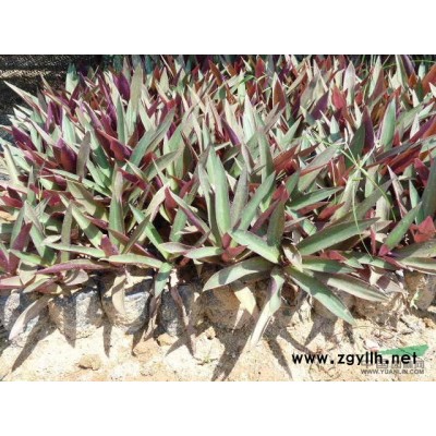 金叶假连翘1行情报价\金叶假连翘1图片展示