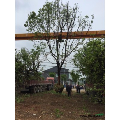 红叶石楠球市场价格