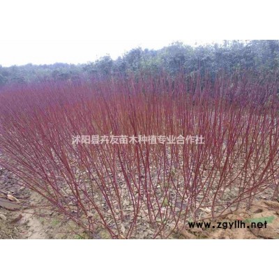 红叶石楠 沭阳红叶石楠价格咨询