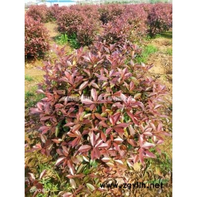 安徽30～50cm红叶石楠球、高杆红叶石楠