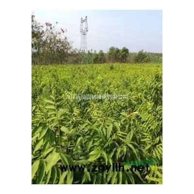 江西高杆红叶石楠，6－12公分红叶石楠，红叶石楠球，低分支红