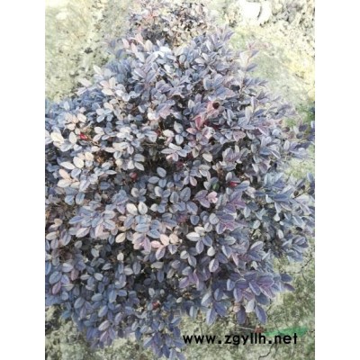 红叶石楠球安徽专供