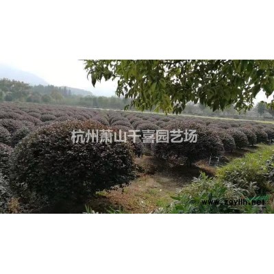 供应精品红叶石楠球P80--300