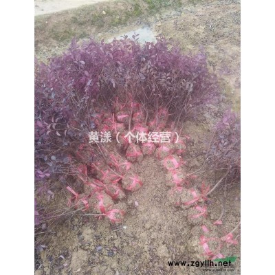 红叶石楠小毛球