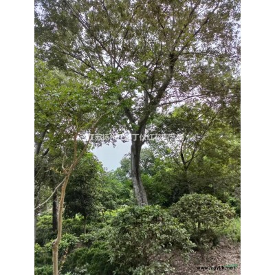 高杆红叶石楠行情报价\高杆红图片展示