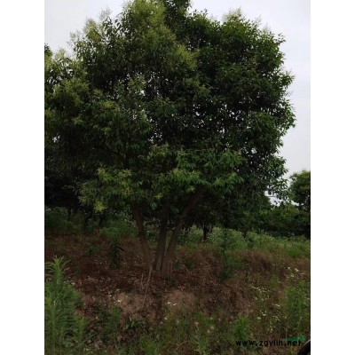 供应红叶石楠球