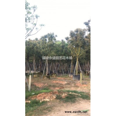 花叶假连翘永盛园艺直销规格*低价供应