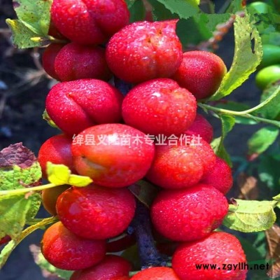 连翘苗==连翘苗价格==1000亩药用连翘苗基地批发