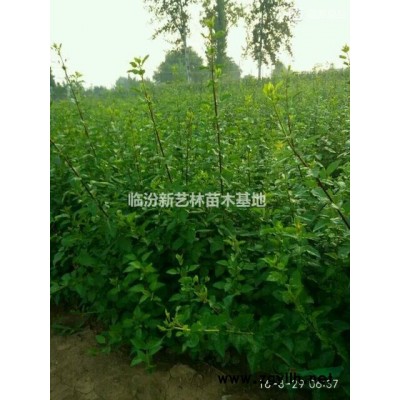 连翘苗种植效益及价格，连翘苗种植条件。