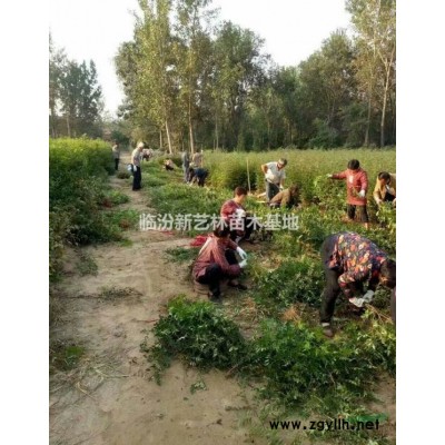 连翘苗种植效益及价格，连翘苗种植条件。图3