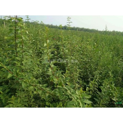 连翘苗种植效益及价格，连翘苗种植条件。图2