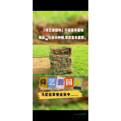 红叶石楠小苗  红叶石楠球  苗圃基地直发图2
