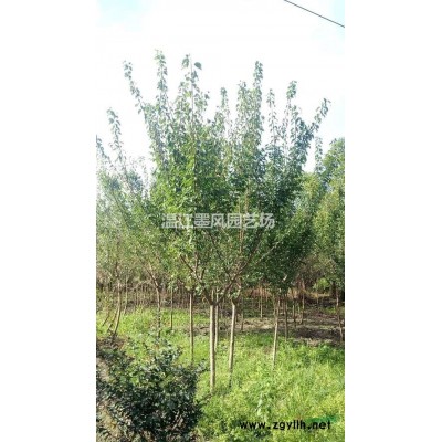 长期供应红叶石楠